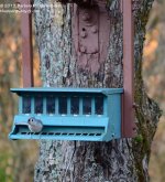 291 Titmouse-131019-01_01.jpg