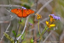 DSC_7851.jpg