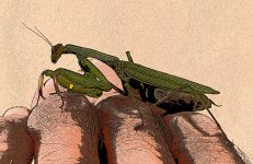 mantis comic.jpg