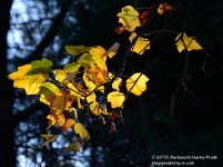 292 Leaves-131020_01.jpg