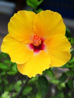 yellowblume.jpg