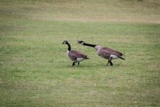 Goose6.jpg