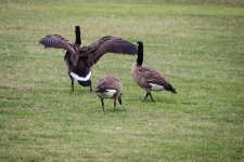 Goose5.jpg