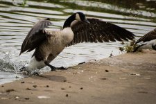 Goose4.jpg