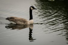 Goose3.jpg