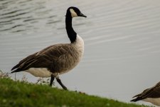 Goose2.jpg