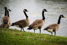 Goose1.jpg