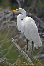 DSC_7973.jpg