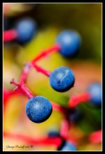 Day294Berry.jpg