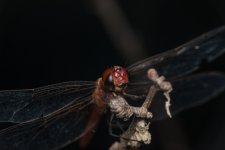 SHM_4287.jpg