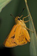 SHM_4345.jpg