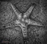 seastarbw-1.jpg