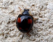 Black and red harlequin.jpg