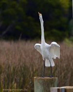 DSC_8017.jpg
