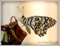 20131017-DSC_9170_WLP-2.jpg