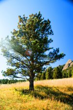 The tree.jpg