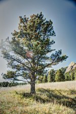 Trees 1_2_3_fused.jpg