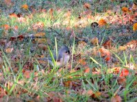 DSCN9211.jpg