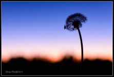 Day296Dandilion.jpg
