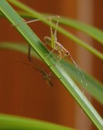 moult2.jpg