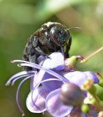 bee7.jpg