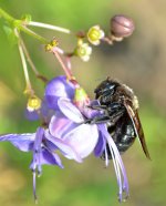 bee4.jpg