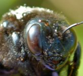 bee8.jpg