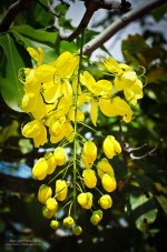treeblossom-1.jpg