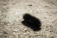 Fuzzy1.jpg