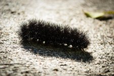 Fuzzy2.jpg