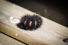 Fuzzy3.jpg