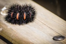 Fuzzy4.jpg