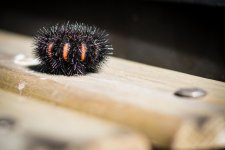 Fuzzy5.jpg