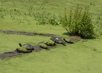 DSC_1538.JPG