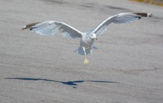 DSC_1788.JPG