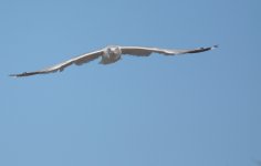 DSC_1806.JPG