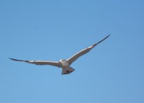 DSC_1797.JPG