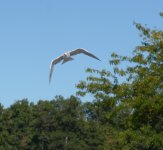 DSC_1794.JPG