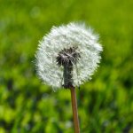 Dandelion_20131025_145746.jpg