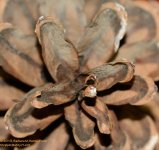 297 Pine Cone-131025_01.jpg