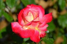DSC_7377.jpg