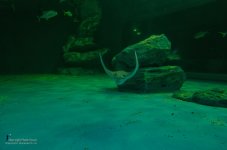 stingray-3.jpg