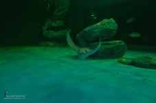 stingray-4.jpg