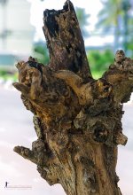 branch-1.jpg