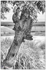 branch-2.jpg