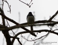 299 Bird-0131027-01_01.jpg