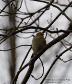 299 Bird-0131027-03_01.jpg