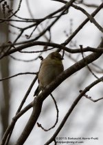 299 Bird-0131027-04_01.jpg