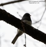 299 Bird-0131027-05_01.jpg
