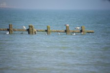 _DSC6267.jpg